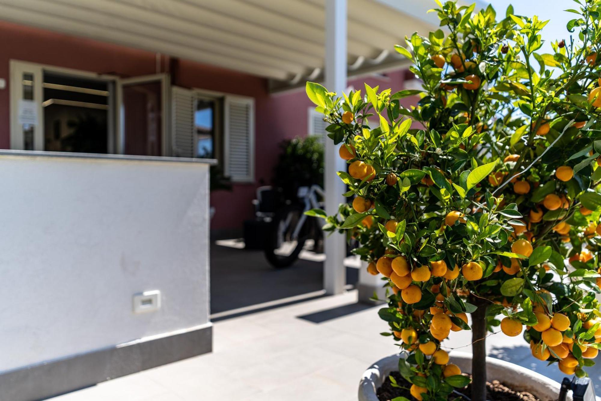 Dipladenia Garden Country Resort 마스칼리 외부 사진